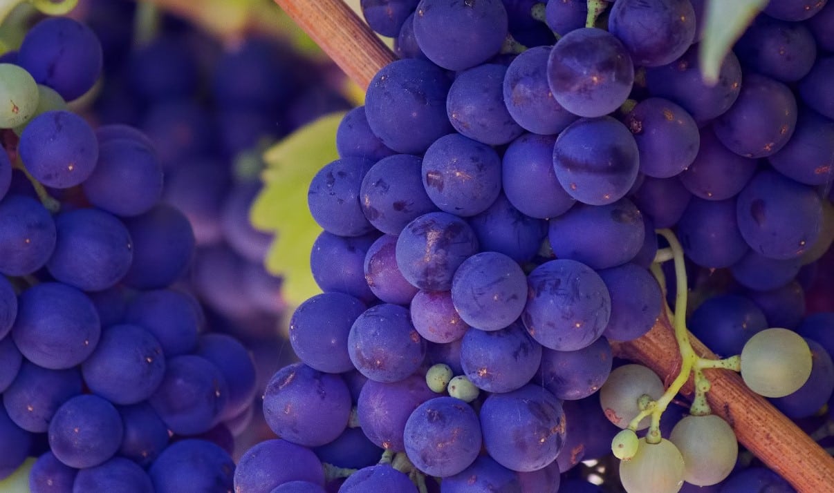 Investire in vino opinioni