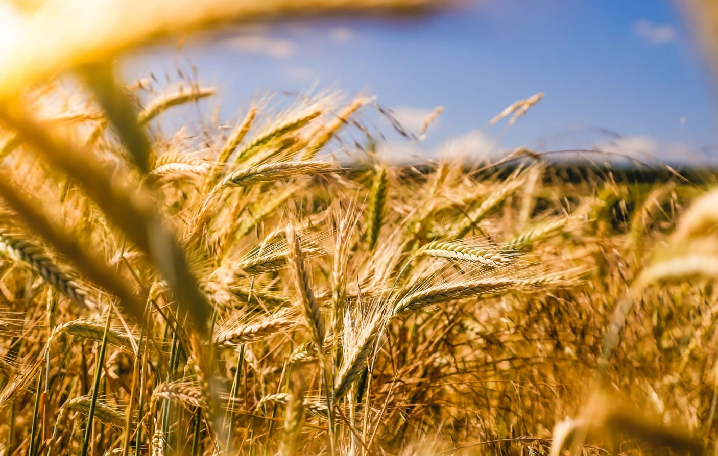 Investire in agricoltura biologica