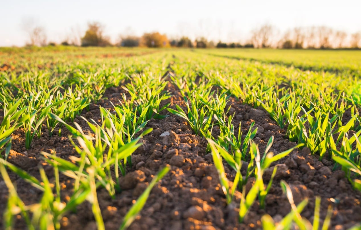 Investire in agricoltura in Tunisia